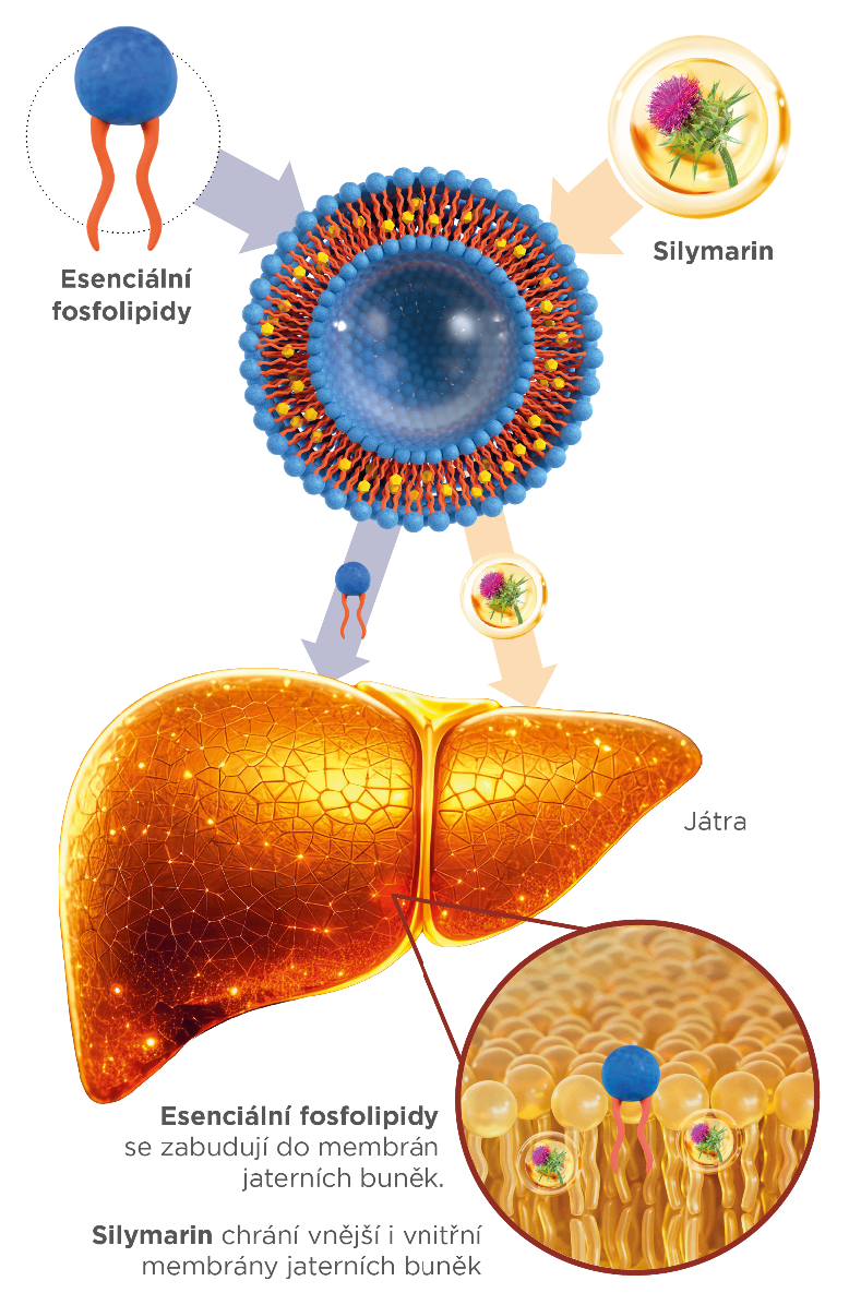 Banner_Funkce2_GSM@2x