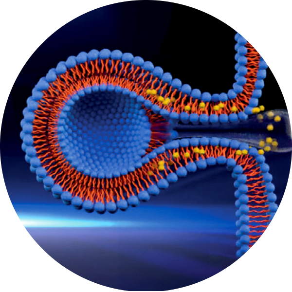 Component 244 – 1@2x